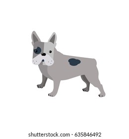 Bulldog in flat style isolated on white background. Gray spotted french bulldog puppy.