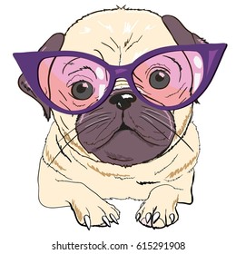 bulldog with glasses - vector illustration