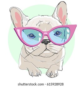 bulldog with glasses - vector illustration