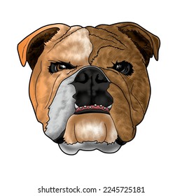 The bulldog. graphic portrait of an English bulldog on a white background. Digital vector graphics.