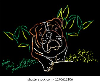 Bulldog in a grass