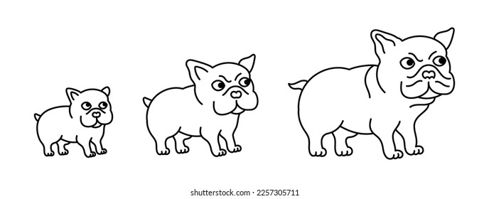 Bulldog growth set. From puppy to adult dog. Animal pets. Editable outline stroke. Vector infographic.