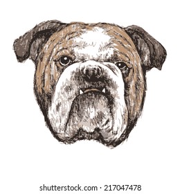 Bulldog , hand draw vector.