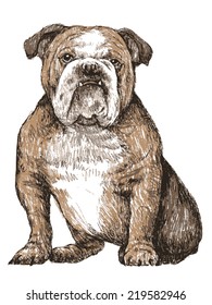 Bulldog , hand draw vector.