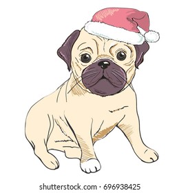bulldog in hat , vector, illustration