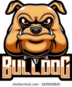 Bulldog head mascot logo of illustration