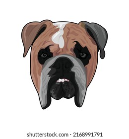 Bulldog head vector art and grapgics