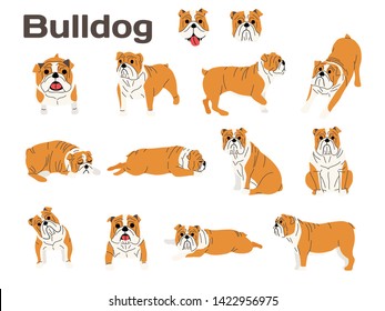 bulldog illustration in different  poses,dog breed