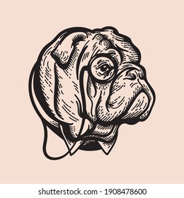 Bulldog illustration dressing as sir with monocle and tie sleeve, vintage engraving style. 