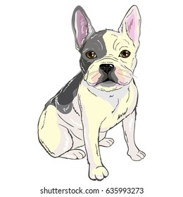 bulldog, illustration, vector