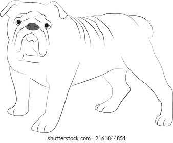 Bulldog line art black and white vector illustration. Bulldog vector graphic on transparent background, dog vector