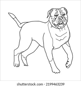 Bulldog Line Art,Bulldog Vector Art,Bulldog Line Drawing,Bulldog Outline Drawing And Illustrations