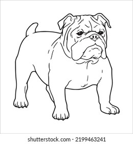 Bulldog line art,Bulldog vector art,Bulldog line drawing,Bulldog outline drawing and illustrations