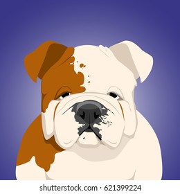 bulldog on a dark blue background. sad dog. vector illustration