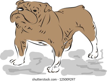 A bulldog on the white