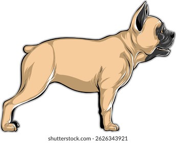 bulldog on white background.Illustration of T-shirt design graphic.	

