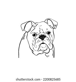 Bulldog Outline Portrait Illustration. Animal Face. White Background.
