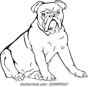 Bulldog, Outline Vector Illustrations Design 