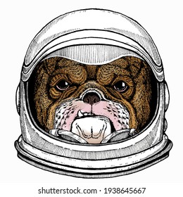 Bulldog portrait. Dog head. Animal face. Astronaut animal. Vector portrait. Cosmos and Spaceman. Space illustration about travel to the moon. Funny science hand drawn illustration.