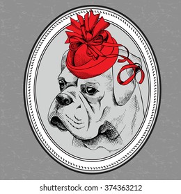 Bulldog portrait in a Elegant red Women's hat. Vector illustration.