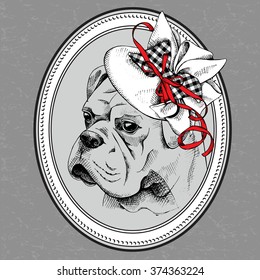 Bulldog portrait in a Elegant Women's hat with ribbon. Vector illustration.