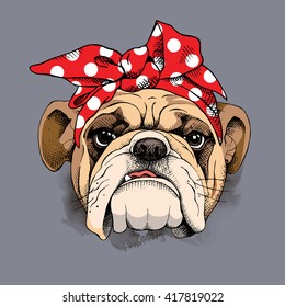 Bulldog portrait in a headband. Vector illustration.