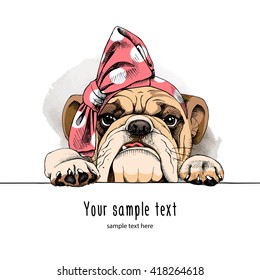 Bulldog portrait in a headband. Vector illustration.