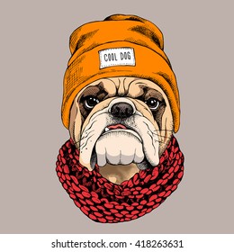 Bulldog portrait in a hipster hat and with Knitted scarf. Vector illustration.