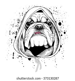 Bulldog portrait in a hood. Vector illustration.