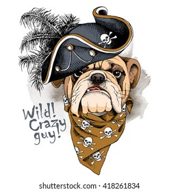 Bulldog portrait in a Pirates Hat and with neckerchief. Vector illustration.
