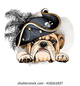 Bulldog portrait in a Pirates Hat. Vector illustration.