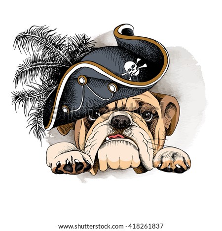 Bulldog portrait in a Pirates Hat. Vector illustration.