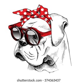 Bulldog portrait in a red headband with sunglasses. Vector illustration.