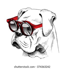 Bulldog portrait in a red sunglasses. Vector illustration.