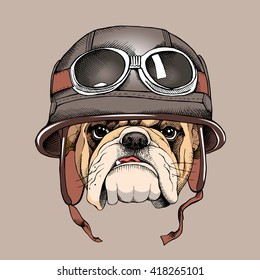 Bulldog portrait in a retro helmet of Racer. Vector illustration.