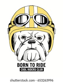 Bulldog portrait in a retro helmet of Racer. For t shirt and other uses.