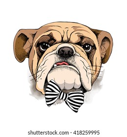 Bulldog portrait in a tie. Vector illustration.