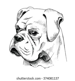 Bulldog portrait. Vector black and white illustration.