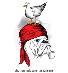 Bulldog portrait wearing a red pirate bandana with smoking pipe and seagull. Vector illustration.