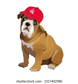 bulldog in a red baseball cap