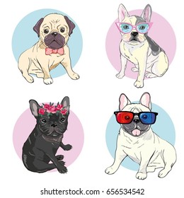 bulldog set, vector, illustration