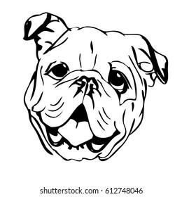 Bulldog sketch 