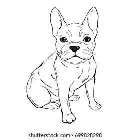 bulldog sketch, vector, illustration