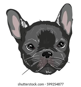 bulldog- vector,  illustration