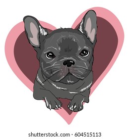 bulldog - vector, illustration