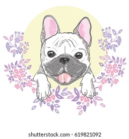 bulldog, vector, illustration
