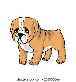 Bulldog vector isolated
