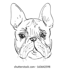 Bulldog in vector on white background, dog hand drawn, pretty sketchy illustration isolated