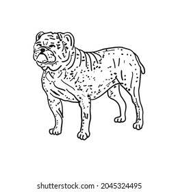 Bulldog. Vintage style sketch for your design