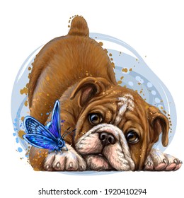 Bulldog. Wall sticker. Color,  drawing portrait of a bulldog puppy with a butterfly in watercolor style on a white background. Separate layer. Digital vector drawing